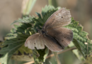 Small Woodbrown butterfly rediscovered in Sikkim after 120 years