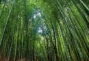 Grow bamboo, capture carbon | Hiren Kumar Bose